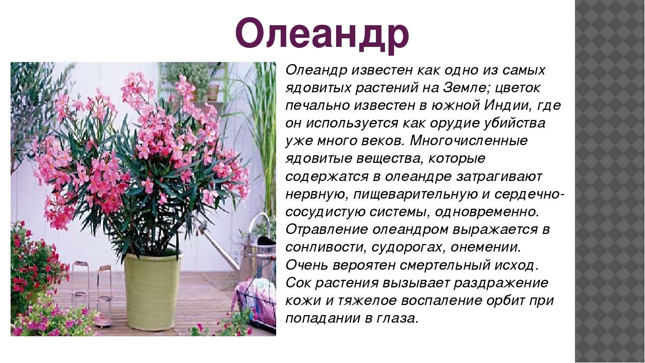 Олеандр — ароматный источник благополучия. уход в домашних условиях. фото — ботаничка.ru
