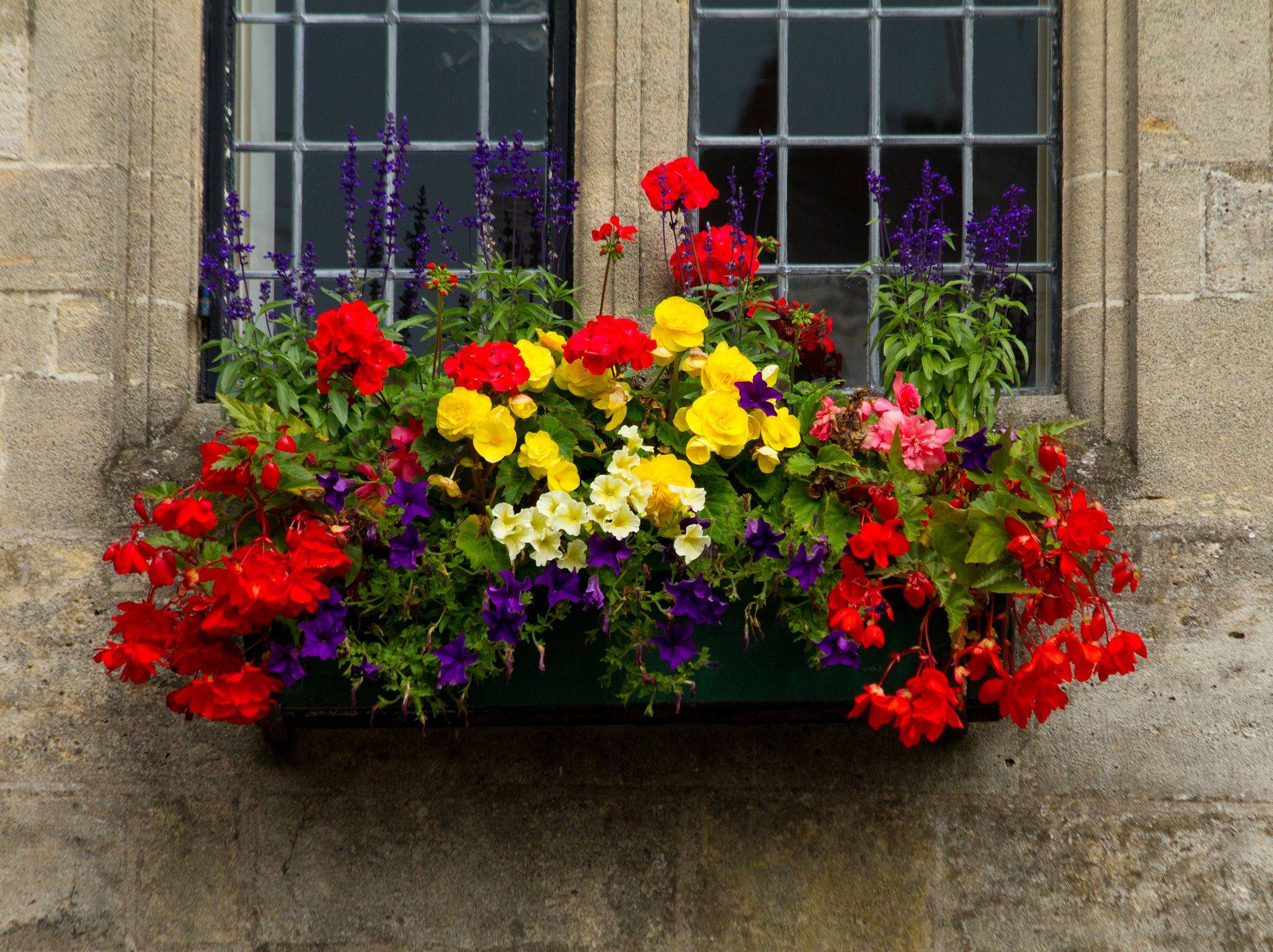 Цветы в балконных ящиках фото