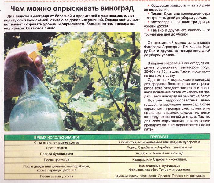 Обработка сада весной от болезней и вредителей