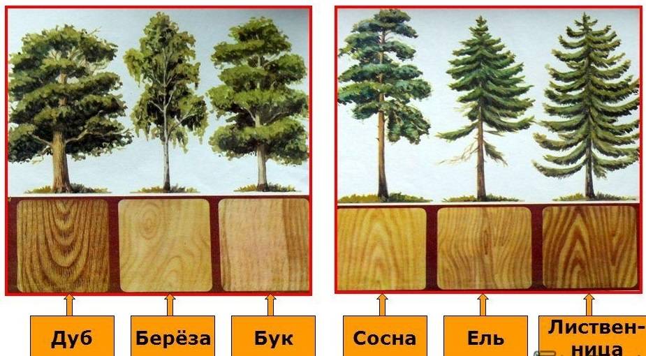 Из какого дерева лучше строить баню: сосна, липа, ель, дуб, осина плюсы и минусы