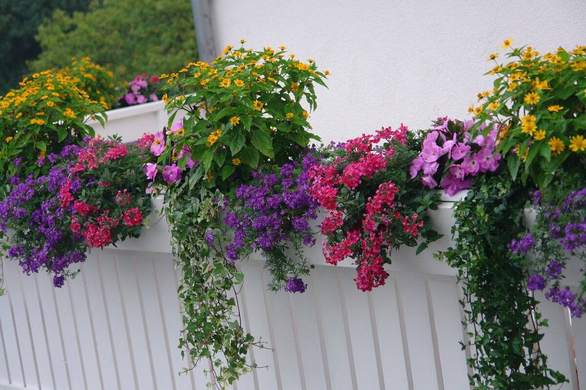 Ампельные растения для дома и балкона