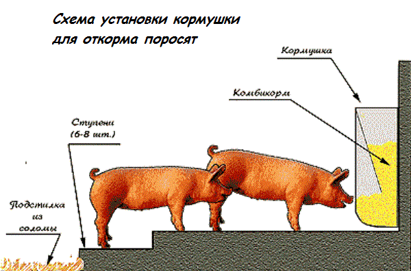 Свинарник (сарай, загон для свиней): строительство своими руками