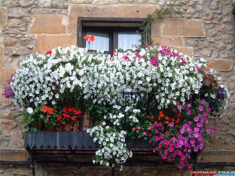 Тенелюбивые цветы для северного балкона, какие однолетники лучше выбрать
