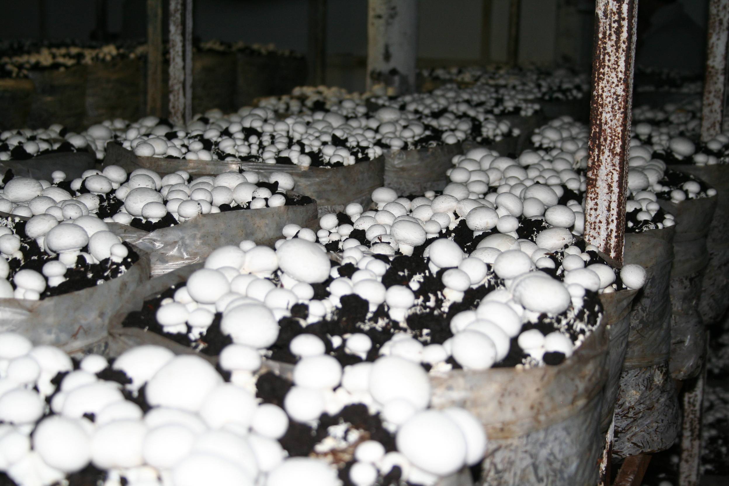 Выращивание грибов в домашних условиях.