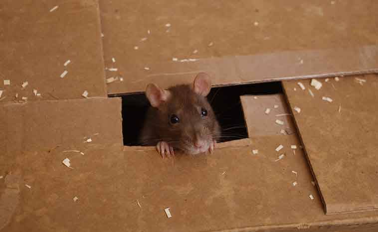 Какой утеплитель не грызут и не любят мыши и крысы: обзор материалов, преимущества и недостатки