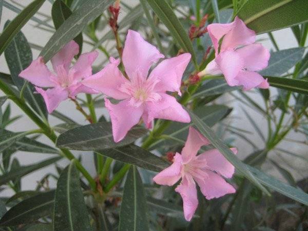 Олеандр обыкновенный - идеальное растение для сада: правила ухода