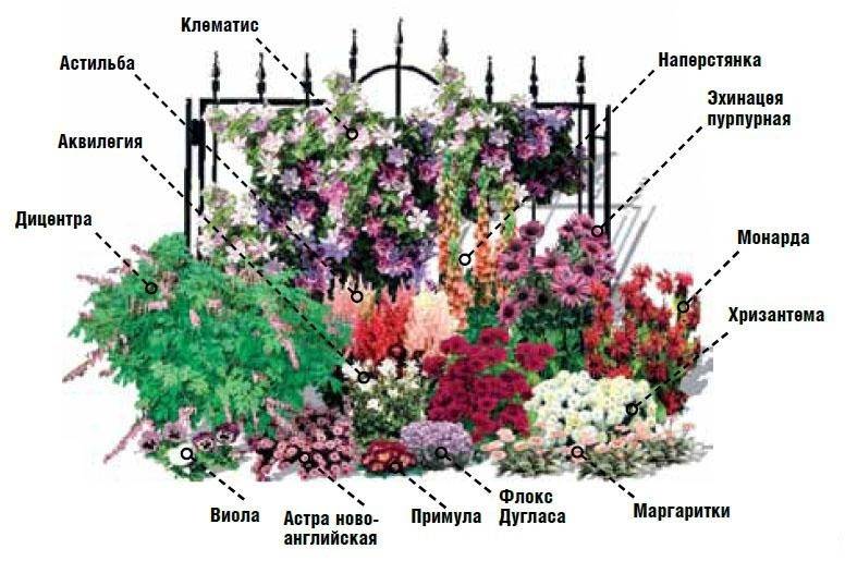 Цветы для клумбы - фото с названиями, каталог многолетних и однолетних цветов