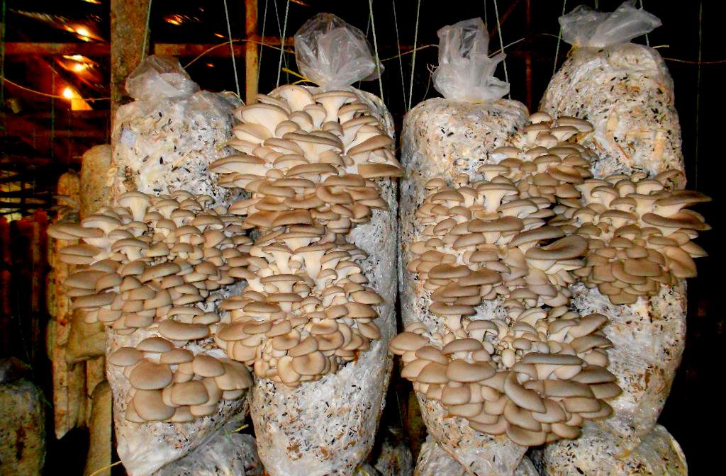 Белые грибы в домашних условиях: выращивание дома, на даче, приусадебном участке и подоконнике из спор