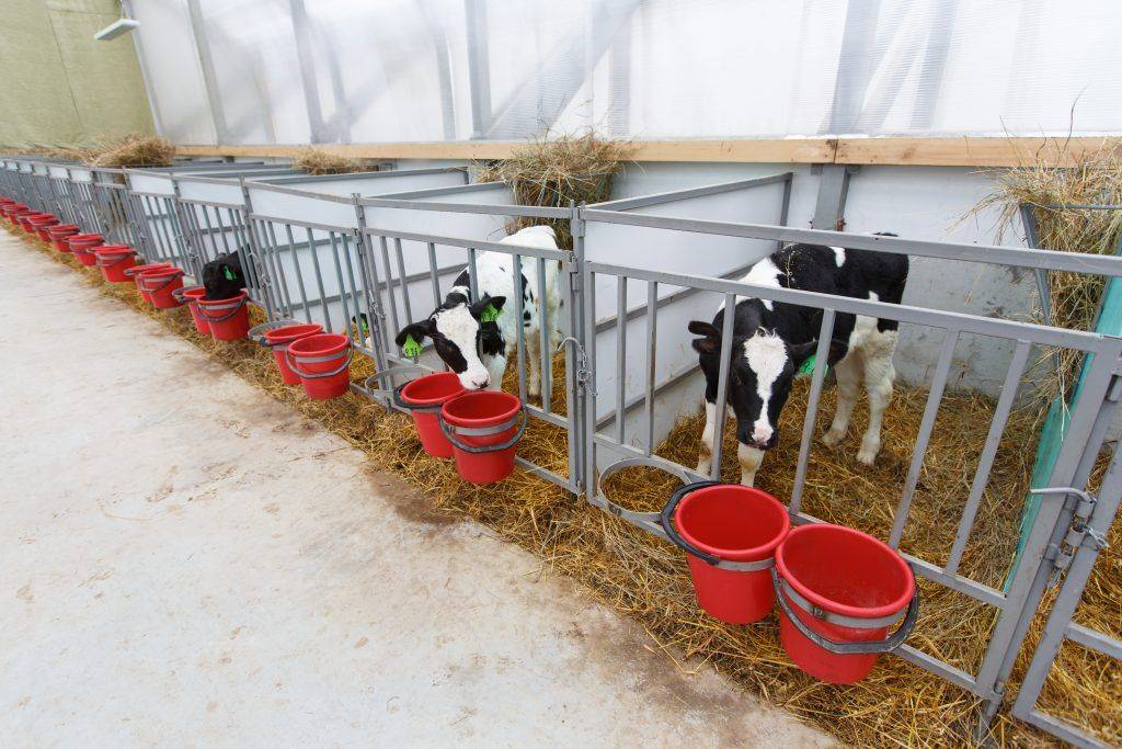 Разведение быков на мясо: выбор породы и требования к содержанию