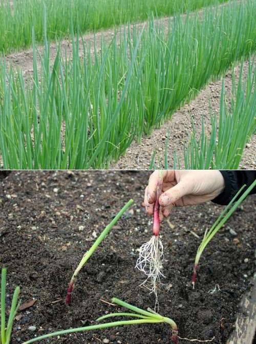 Как вырастить лук-порей из семян за один сезон: советы