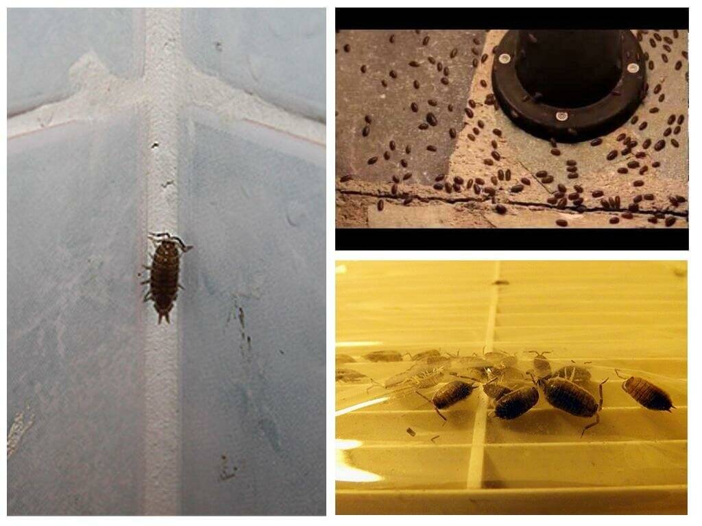В ванной и туалете завелись насекомые быстро бегают головастики что делать?