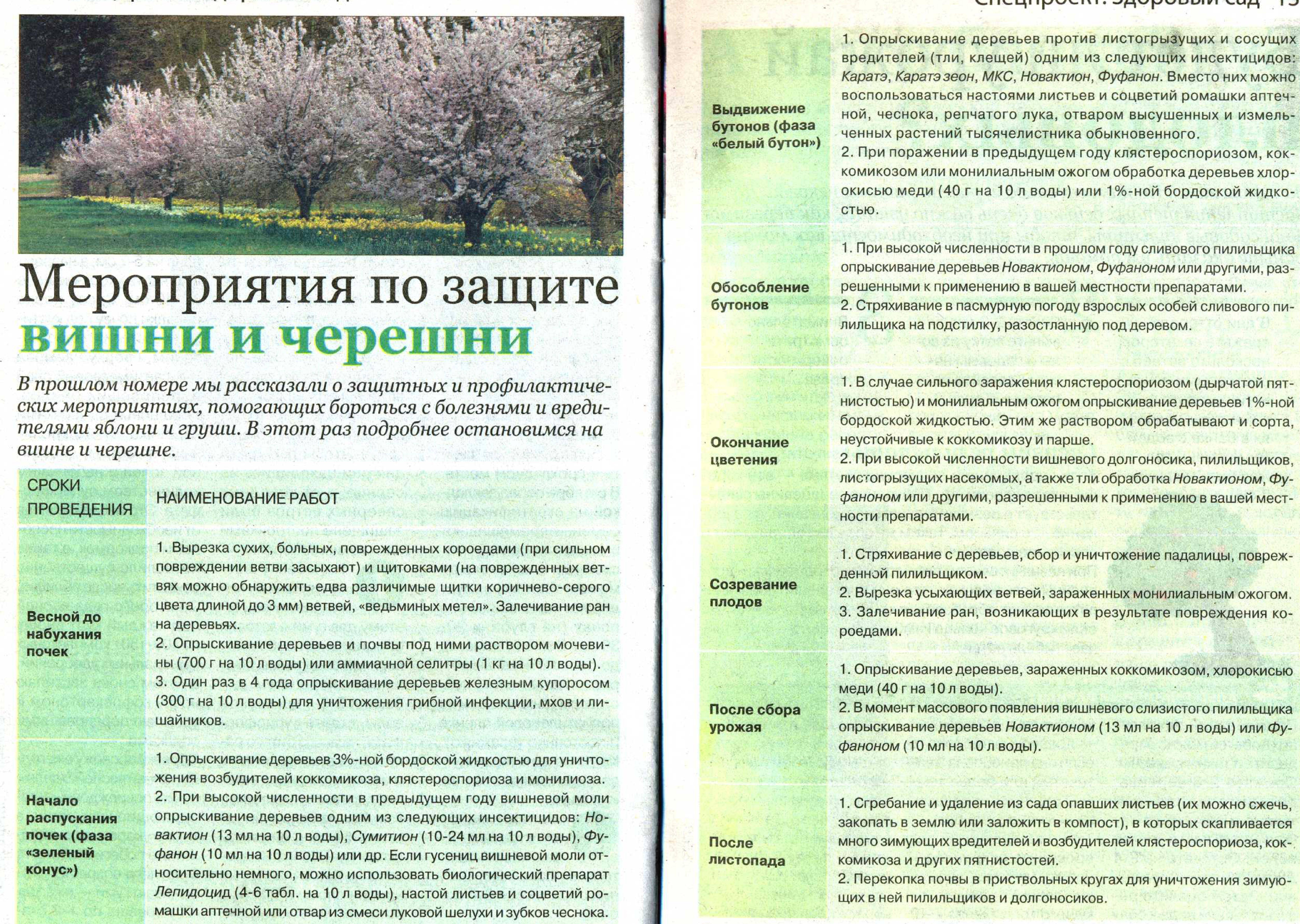 Обработка плодовых деревьев от болезней и вредителей весной: когда и чем обрабатывать