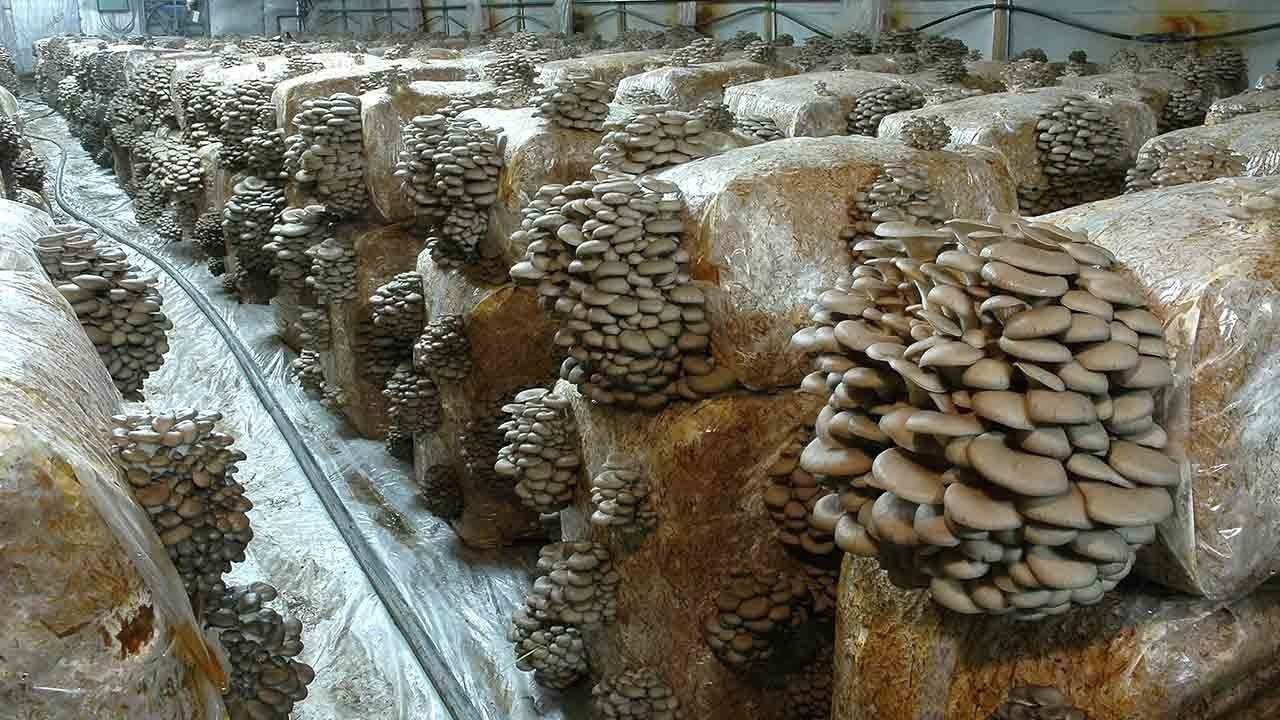 Как вырастить грибы? технологии и условия выращивания грибов :: syl.ru