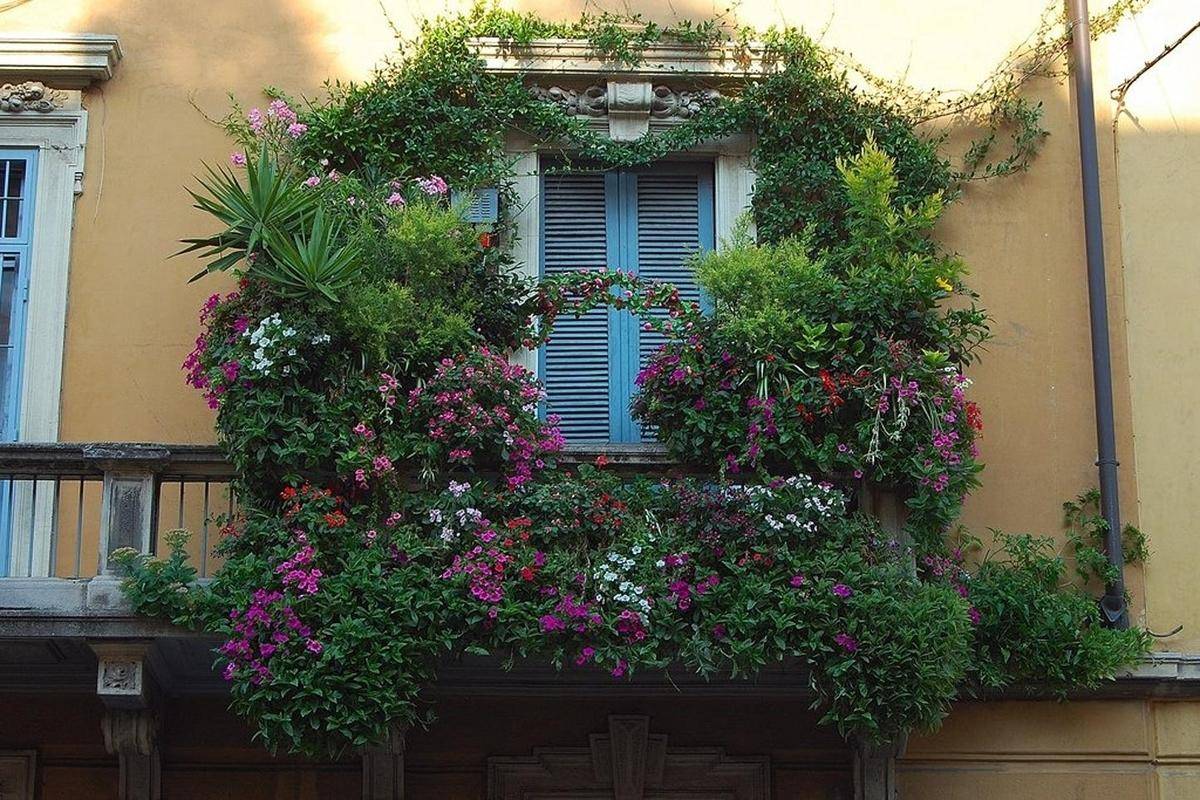 Топ-15 растений и цветов для балкона и лоджии - строительный блог вити петрова