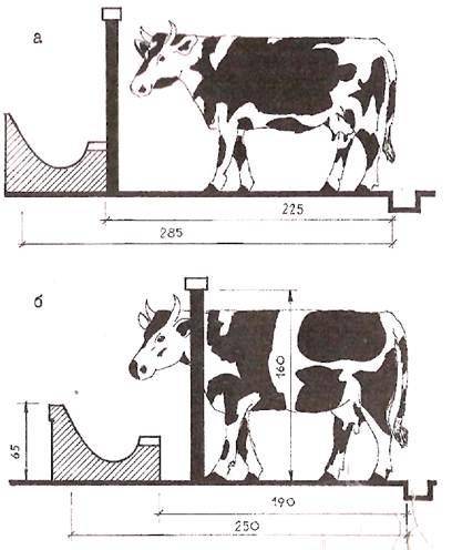 Стойло для коровы: размеры для быков, как сделать коровник своими руками, как привязать, помещение в домашних условиях