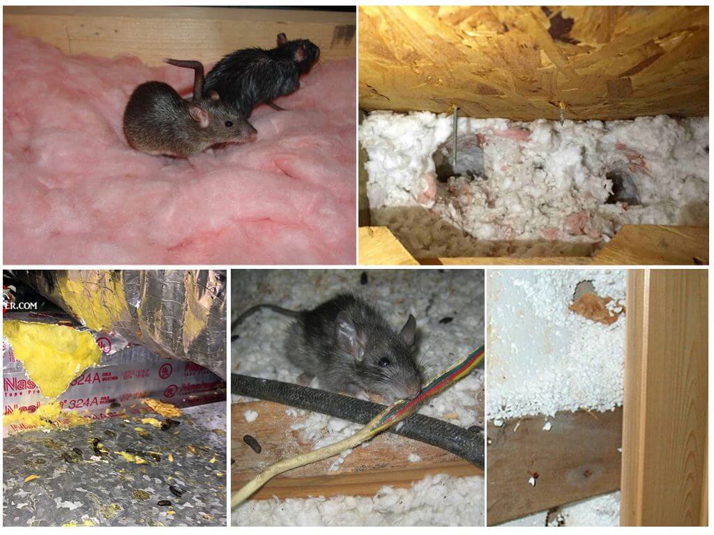 Какой утеплитель не едят мыши и крысы - разберем на примерах