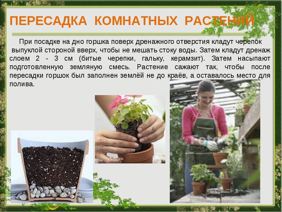 Как пересаживать цветы комнатные правильно :: syl.ru