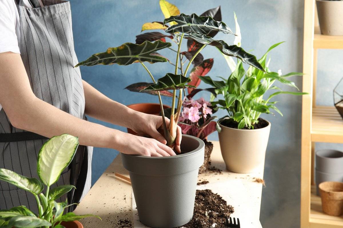 Как пересаживать комнатные растения: пошаговое руководство