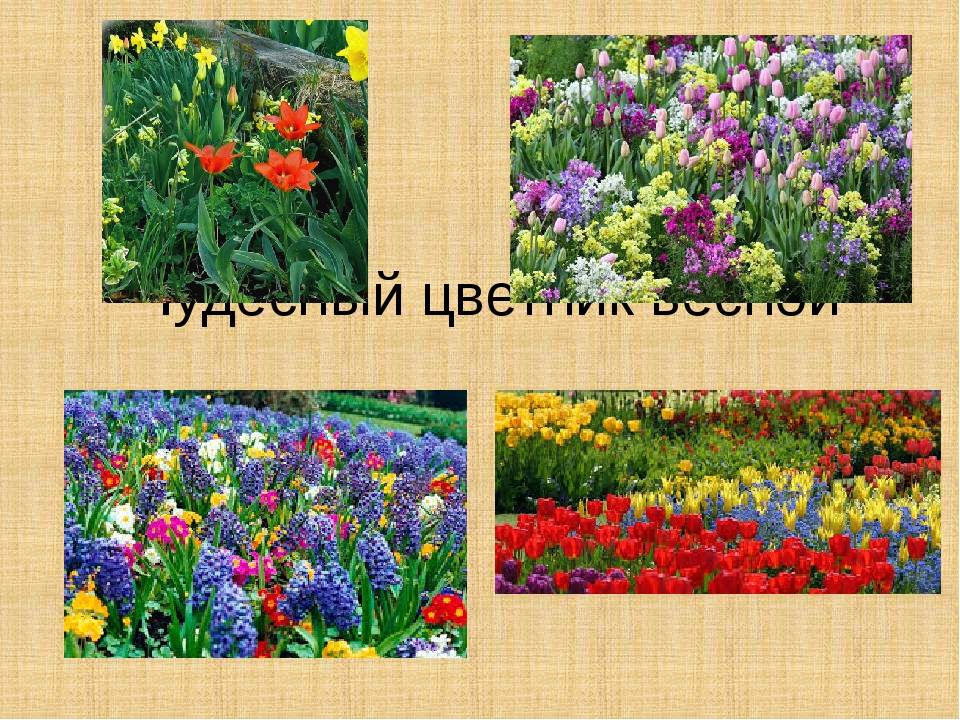 Чудесные цветники весной