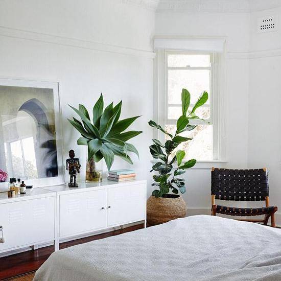7 комнатных растений, которые нельзя держать в спальне