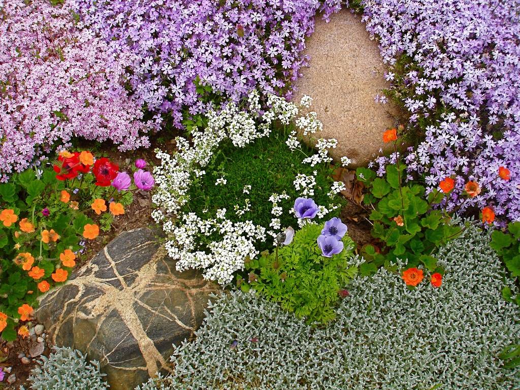 Цветы для альпийских горок: многолетние, фото с названиями