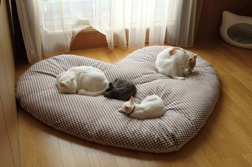 Как сделать кровать для кошки своими руками