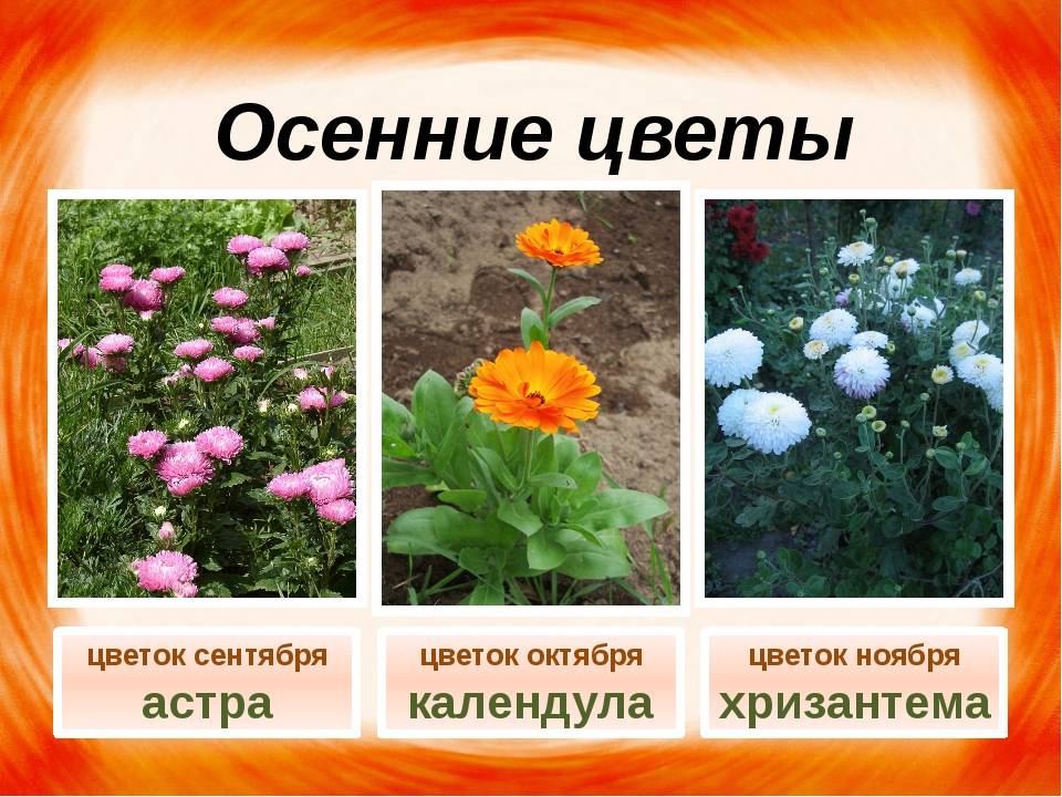Колористические законы составления цветников