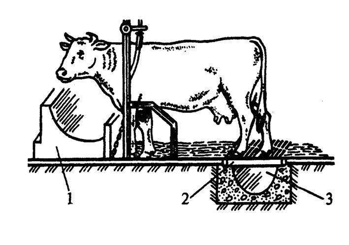 Как построить сарай для быков и коров самостоятельно