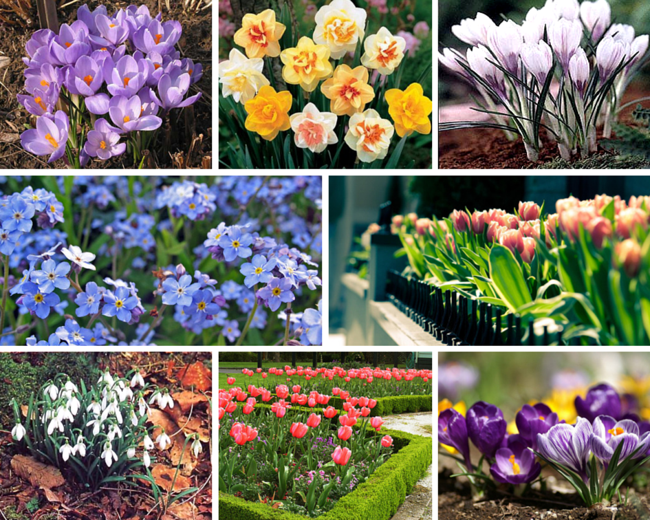 Цветы в саду. правила создания ландшафтных композиций. какие растения выбрать для цветника.