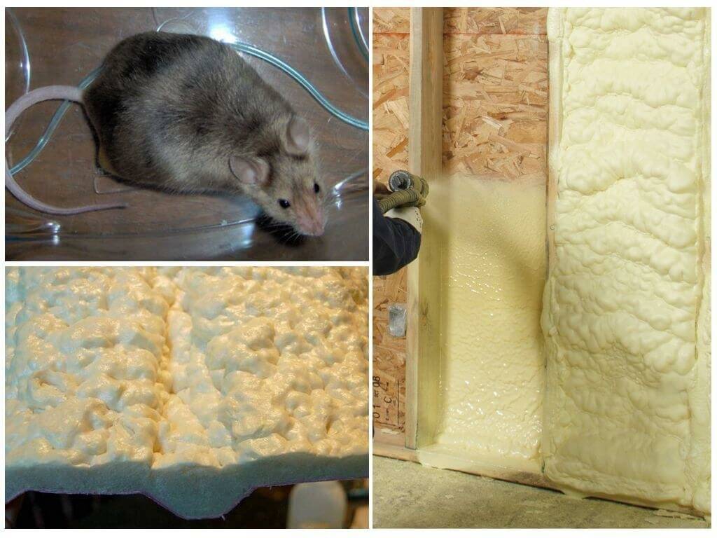 Какой утеплитель не грызут мыши и крысы: живут ли они в минвате и едят ли её