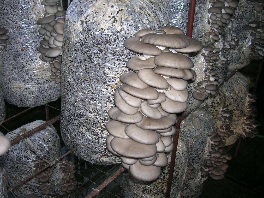 Как выращивать грибы в домашних условиях: 14 шагов