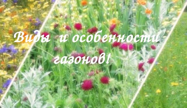 Посев газонной травы своими руками: советы и рекомендации