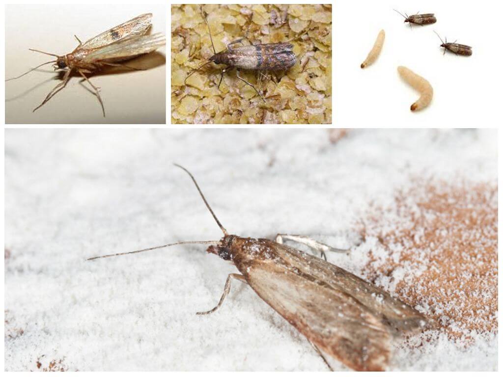 Причины появления белых насекомых в ванной и способы уничтожения