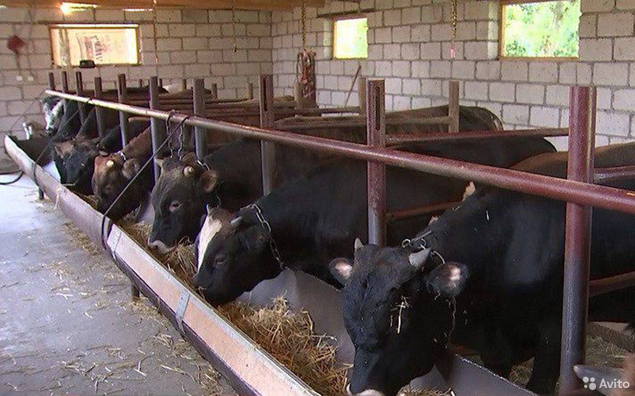 Разведение быков: выращивание на мясо как бизнес
