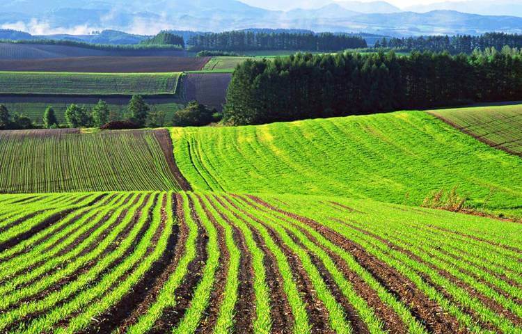 Земельные участки для ведения огородничества: в чем разница между расположенными на землях населенных пунктов и сельскохозяйственного назначения