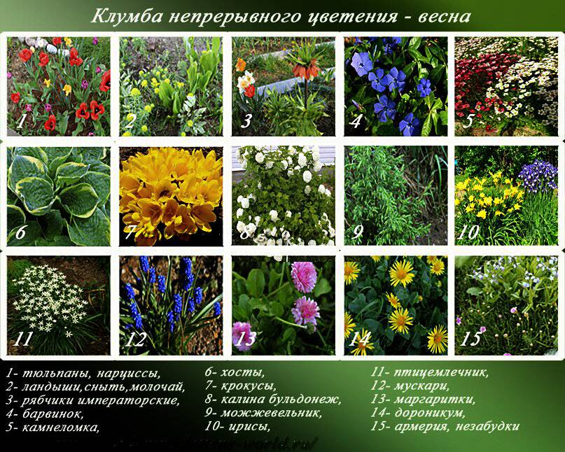 Цветы для клумбы - фото с названиями, каталог многолетних и однолетних цветов