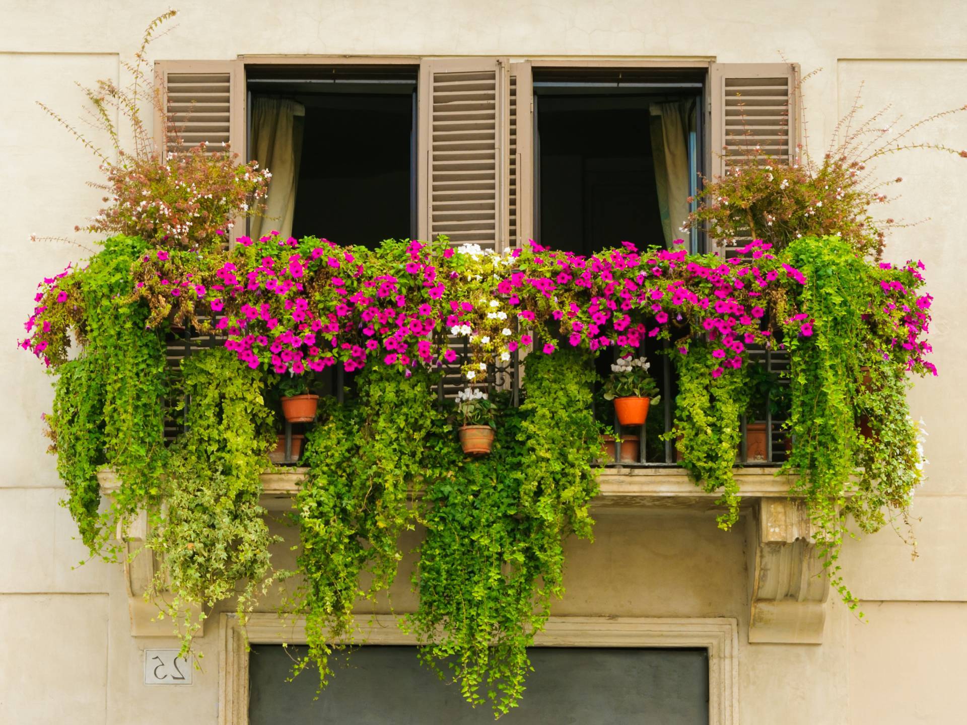 Вьющиеся растения для балкона: плющ, клематис, душистый горошек, виноград