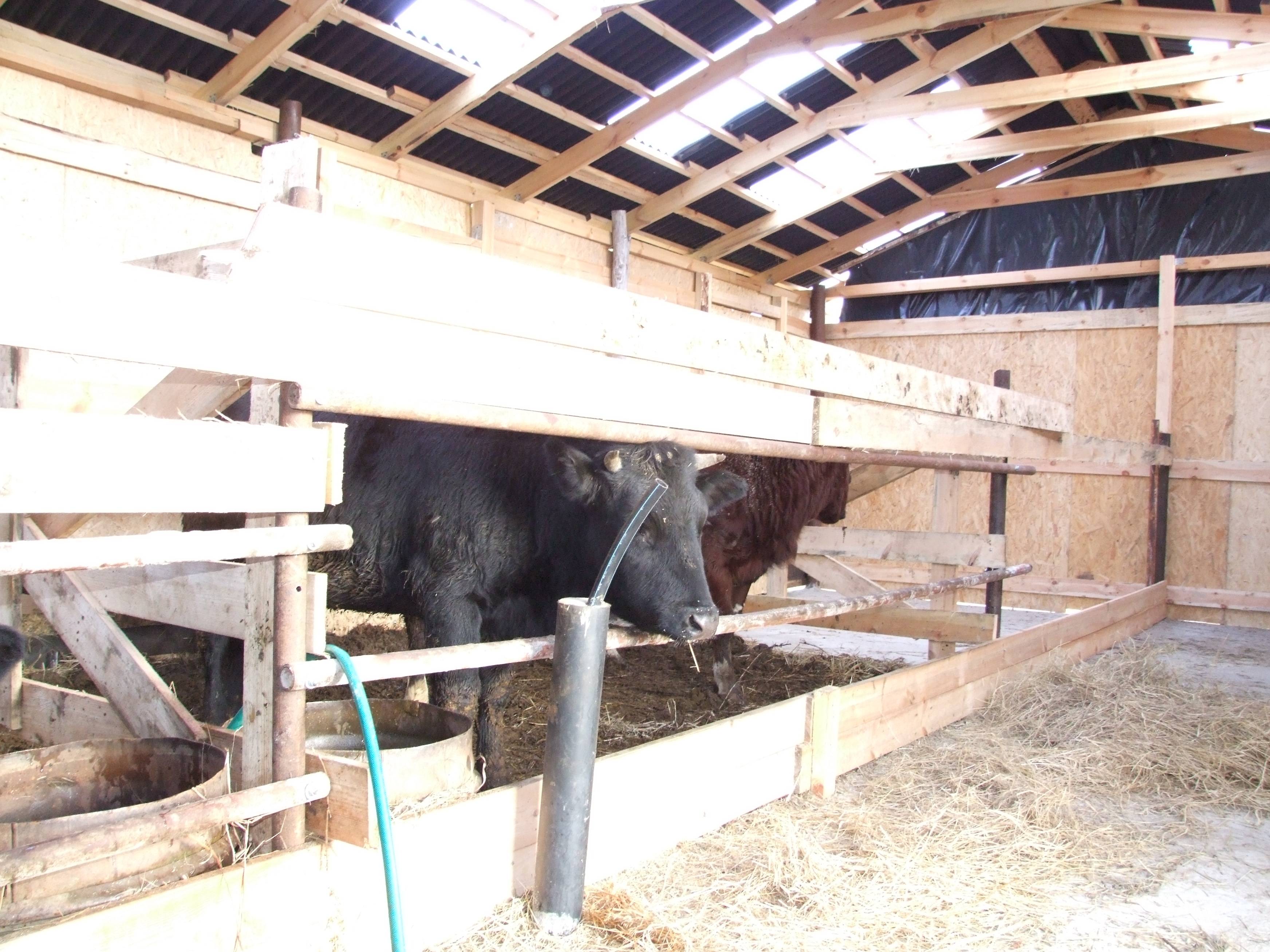 Преимущества и недостатки выращивания быков, основные правила, принципы составления рациона
