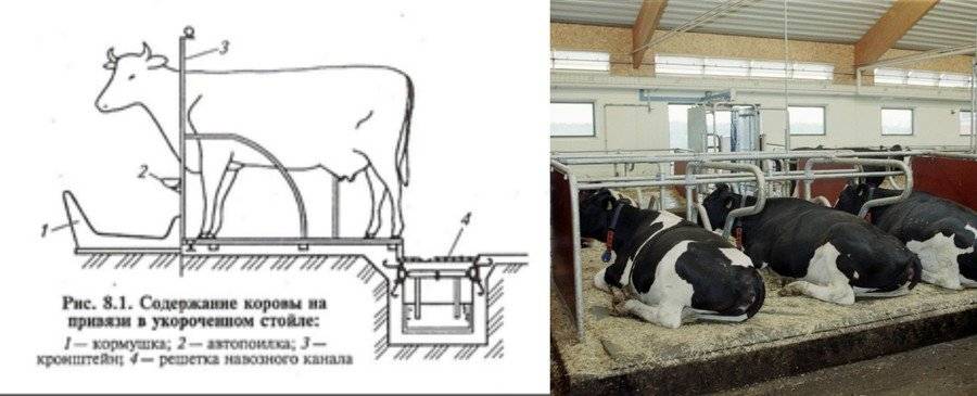 Как сделать стойло для коровы? пошаговая инструкция и обустройство