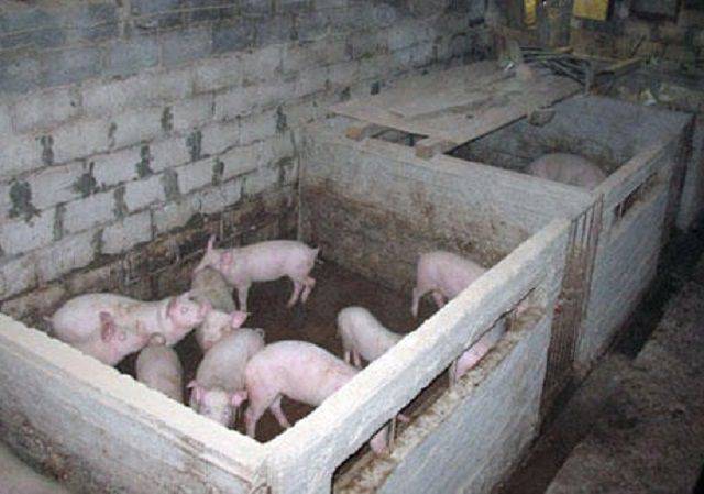 Свинарники (44 фото): сарай для свиней с загоном своими руками. как построить хлев на 2-3 головы поросят со щелевыми полами? другие варианты строительства, чертежи и требования