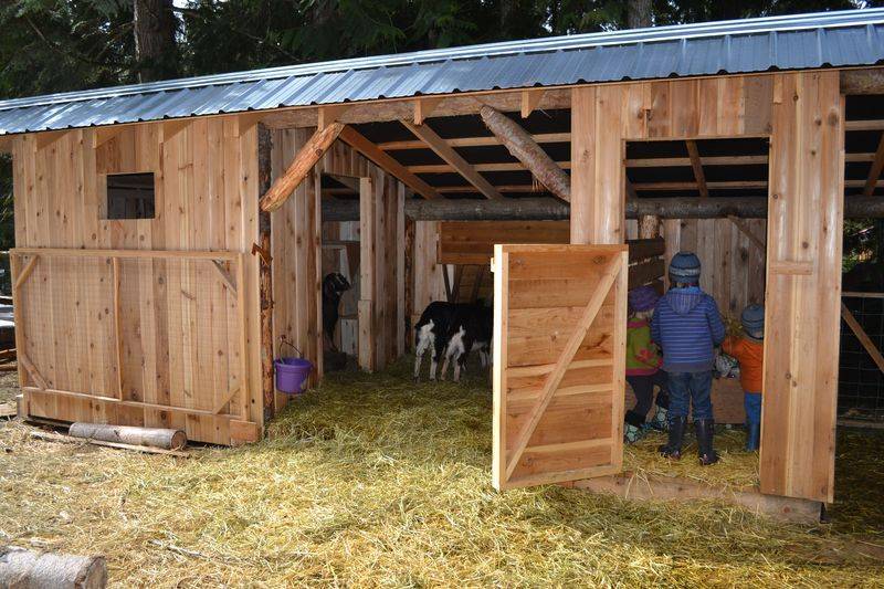 Сарай для коз — этапы строительства и внутреннее обустройство